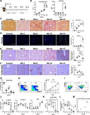 Rejuvenating bone marrow hematopoietic reserve prevents regeneration failure and hepatic decompensation in animal model of cirrhosis